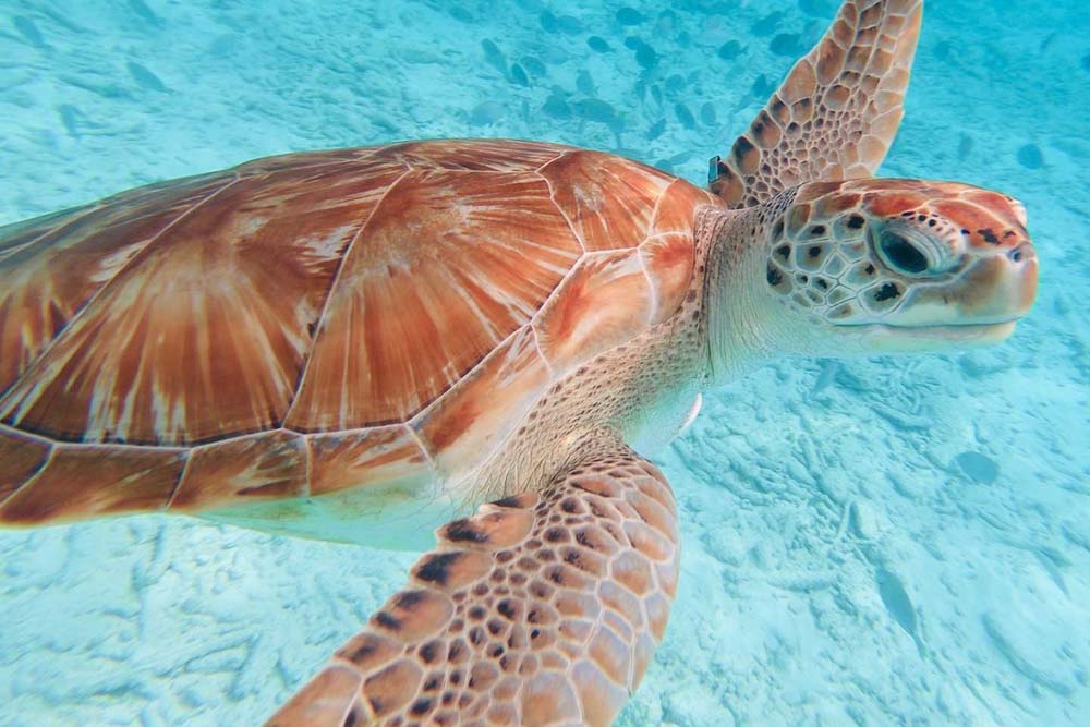Sea turtle while snorkeling in Curacao