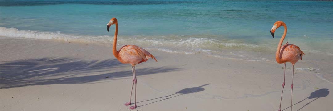 Caribbean Tours Caribbean Tours